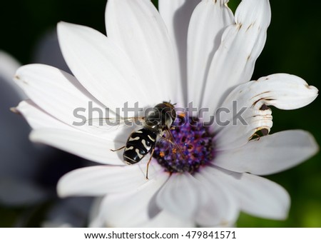 Macro bee on a flower
