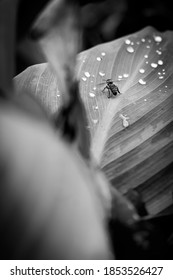 A Macro Of A Bee On A Leaf With Water Droplets, Portrait Orientation