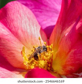 Macro of a bee pollinating at a dahlia flower - Powered by Shutterstock