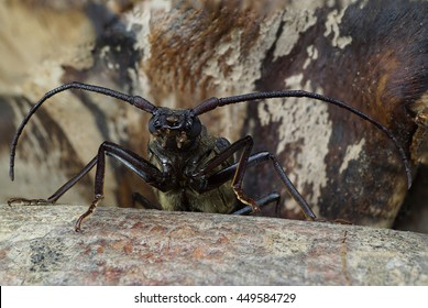 Macro beetle barbel genus Megopis with the head of the body parts behind cover on a tree                                - Shutterstock ID 449584729