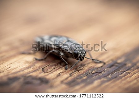 Macro. Beetle - Flatheaded pine borer -  Chalcophora Mariana on the pine wood plank. Ready to eat