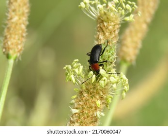 macro of beetle insect called Heliotaurus ruficollis, on wild flower called Plantago lanceolata, in spring