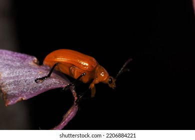 A Macro Beetle On Plant