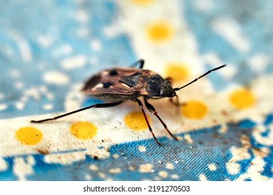 Macro Beetle Ruptela Maculata On A Blue Table, Summer