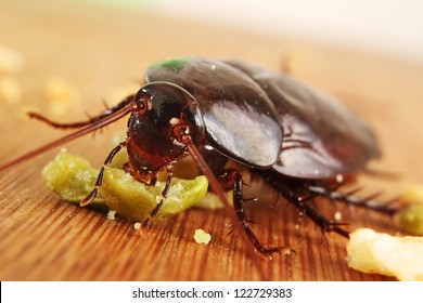 Macro Of A Big Brown Cockroach Eating Crumbs