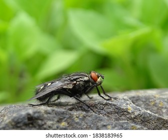 Macro Big Flash Fly With Red Eyes Green Background Standing On Rocks