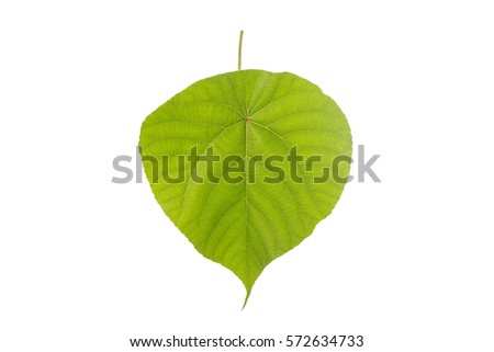 Macro big green tree leaf. Studio shot isolated on white background