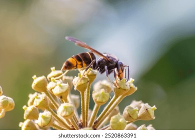 Macro of Big hornet collecting nectar pollen while dusting a blooming bush in autumn is big impressive venomous insect with poisonous stinger and big mandibles as king of insects yellow jacket flying - Powered by Shutterstock