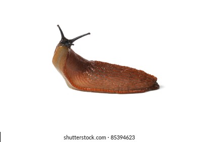 Macro of big Spanish Slug (Arion vulgaris) isolated on white background