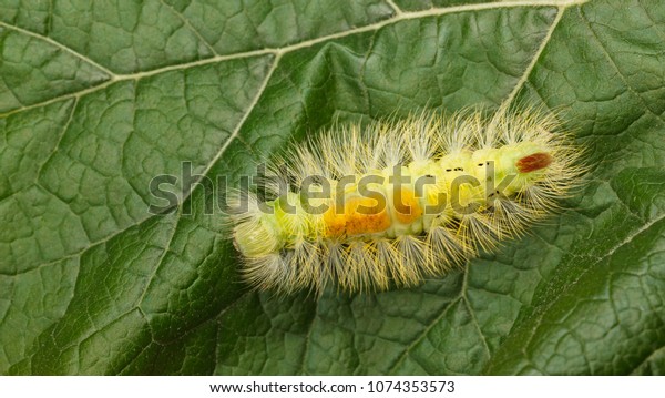 Macro Big Yellow Hairy Caterpillar Calliteara Stock Photo Edit Now 1074353573