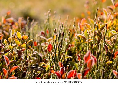 Macro Of Bilberry Plant Covered With Frost And Lit By The Sun