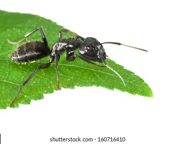 Macro of black ant sitting on leaf tip isolated on white