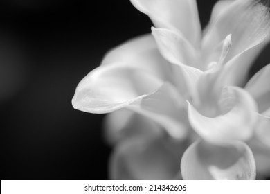 11,852 Magnolia flower black background Images, Stock Photos & Vectors ...