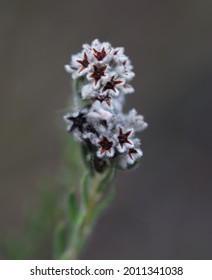 Macro Of Black And White Star Flower Of The Cape Floral Region, South Africa With Dark Background