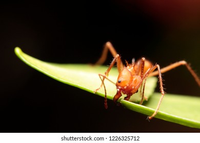 Macro Of Blade-or Leaf Cutter Ants