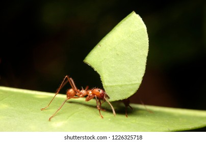 Macro Of Blade-or Leaf Cutter Ants