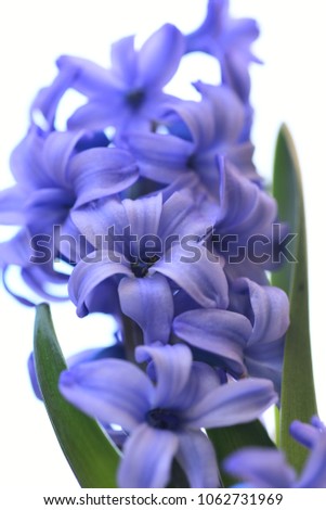 Similar – Image, Stock Photo be blue Nature Plant