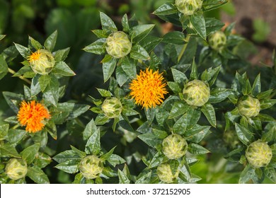 紅花 の画像 写真素材 ベクター画像 Shutterstock