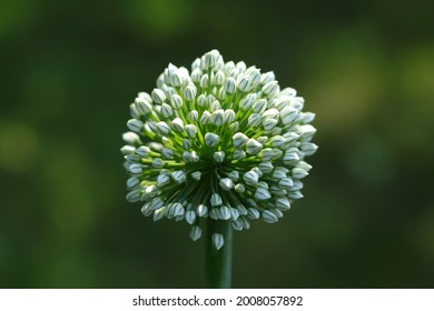 Macro Of Blooming Onion Flower Head  In The Garden. Agricultural Background. Green Onions. Spring Onions Or Sibies. Summertime Rural Scene. White Flowers . Allium. Horizontal Photo. Copy Space