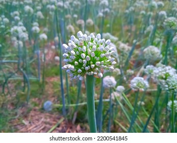 Macro Of Blooming Onion Flower Head In The Garden. Agricultural Background. Green Onions. Spring Onions Or Sibies. Summertime Rural Scene. White Flowers . Allium. Horizontal Photo. High Quality.