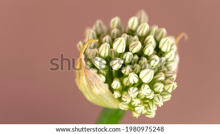 Macro of blooming onion flower head, also called alliums.