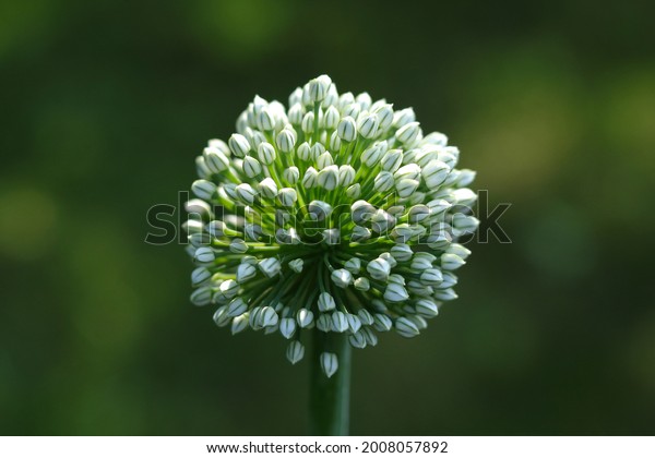 Macro of blooming onion flower head  in the garden.
Agricultural background. Green onions. Spring onions or Sibies.
Summertime rural scene. White flowers . Allium. Horizontal photo.
Copy space