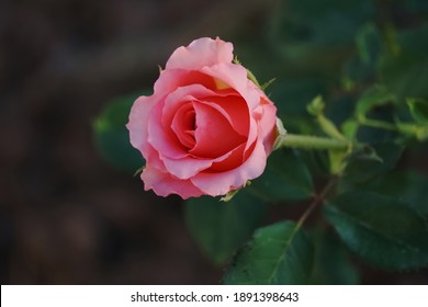 Macro Blooming Single Sunset Colored Rose