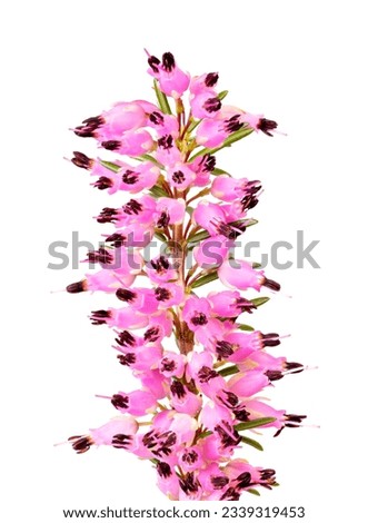 Macro of blossoms from a winter-flowering heather plant (erica carnea) isolated on white