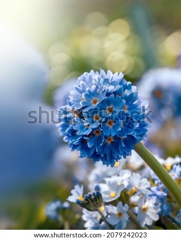 Macro of a blue Drumstick primrose (primula) flower against bokeh background. Blurry foreground flowers
