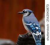 A macro of a blue jay bird