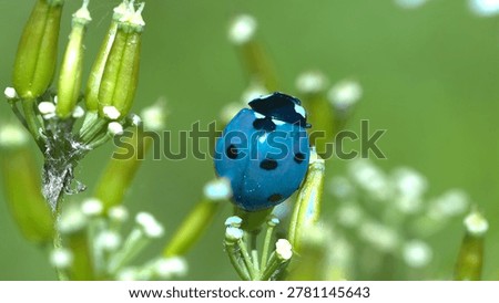 Macro - Blue ladybug on some flowers