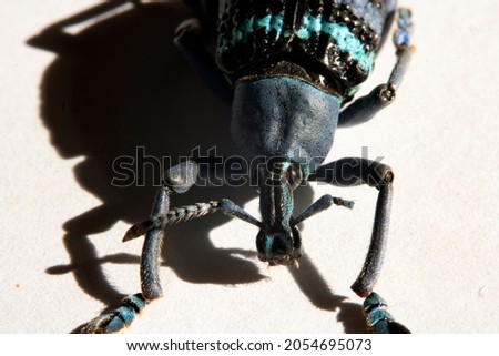 Macro blue Magnificent Snout Beetle Eupholus magnificus