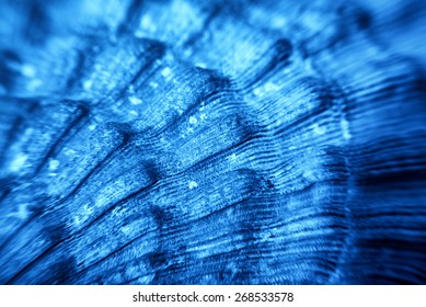 Macro Of Blue Sea Shell Texture