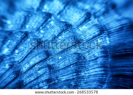 Macro of blue Sea shell texture