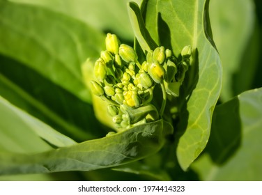 Macro of bok choy buds and blossoms, early mornings outside in the garden. Close-up of edible bok choy buds in short before flowering stage. Also known as. Brassica rapa, pak choi or pok choi.  - Powered by Shutterstock