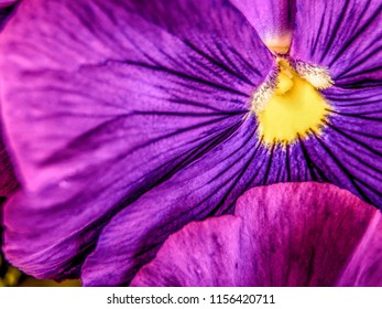 Macro of bright purple Pansy with yellow center & black lines