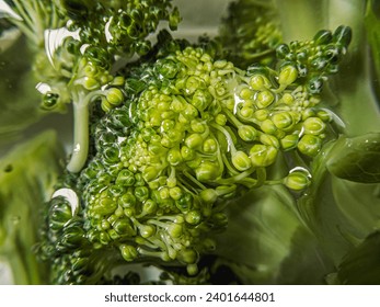 macro of the broccoli close up 