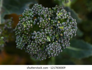 Macro of broccoli head