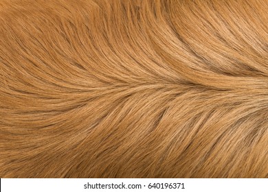 Macro Brown Dog Hair - Powered by Shutterstock