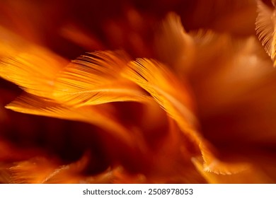 Macro brown feather,macro photo of brown hen feathers. background or textura,Chicken feather macro,background soft chicken feather color brown and orange 