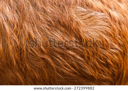 Macro  Brown Goat Hair .Macro with extremely shallow dof