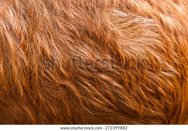 Macro \
Brown Goat Hair .Macro with extremely shallow\
dof