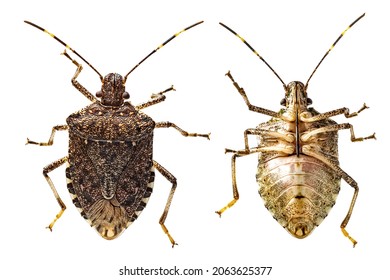 macro of brown marmorated stink bug, Halyomorpha halys, isolated on white background. An invasive species from Asia. View from above and from below