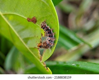 Macro Of Browntail Moth Caterpillar On Green Leaves