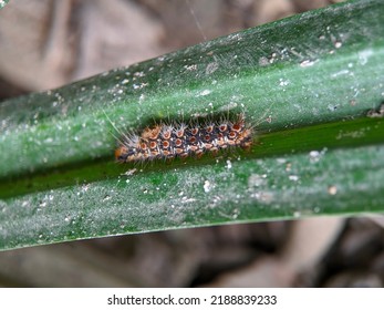 Macro Of Browntail Moth Caterpillar On Green Leaves