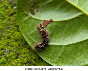 Macro Of Browntail Moth Caterpillar On Green Leaves