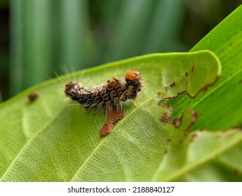 Macro Of Browntail Moth Caterpillar On Green Leaves