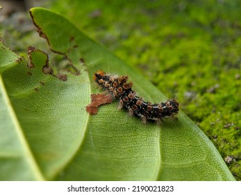 Macro Of Browntail Moth Caterpillar On Green Leaves. Selective Focus.