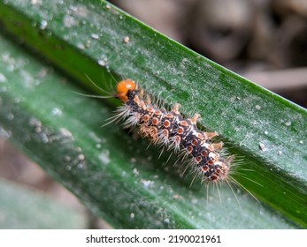 Macro Of Browntail Moth Caterpillar On Green Leaves. Selective Focus.