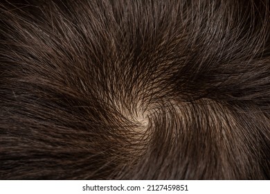 Macro Brunette Woman Head Scalp Show Healthy Natural Brown Hair Roots